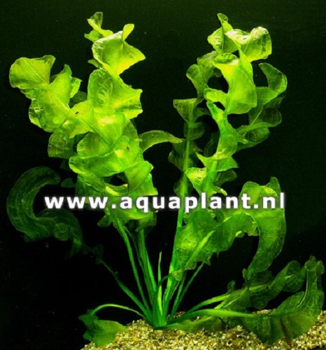 Aponegeton ulvaceus knol (G)